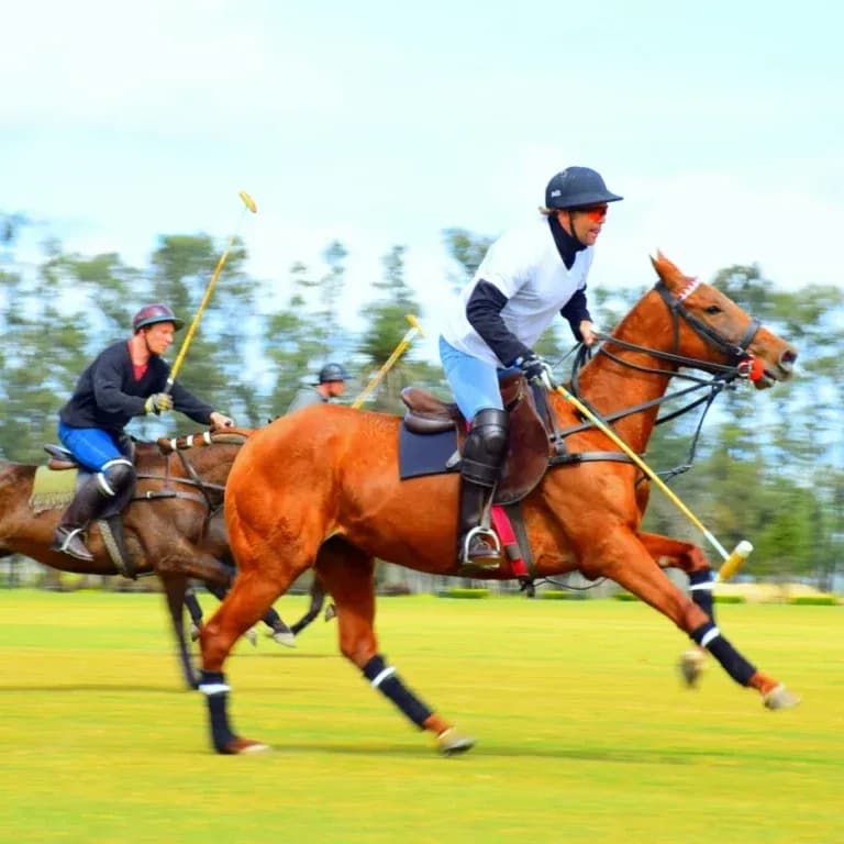 Polo